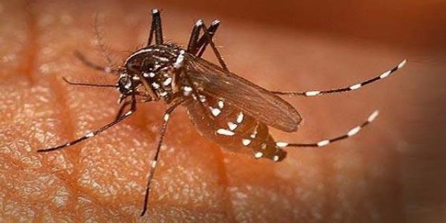 20180531 nyamuk malaria