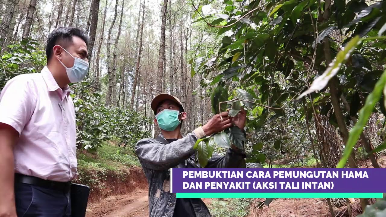 20220422 TOP 45 KIPP 2021 Aksi Tali Intan Jaga Produktivitas Lahan Tanpa Pestisida. 1