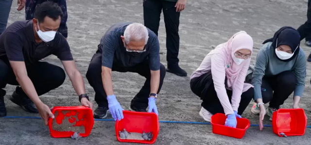 20220511 Jaga Kelangsungan Hidup Penyu Wapres Lepas Tukik Ke Laut