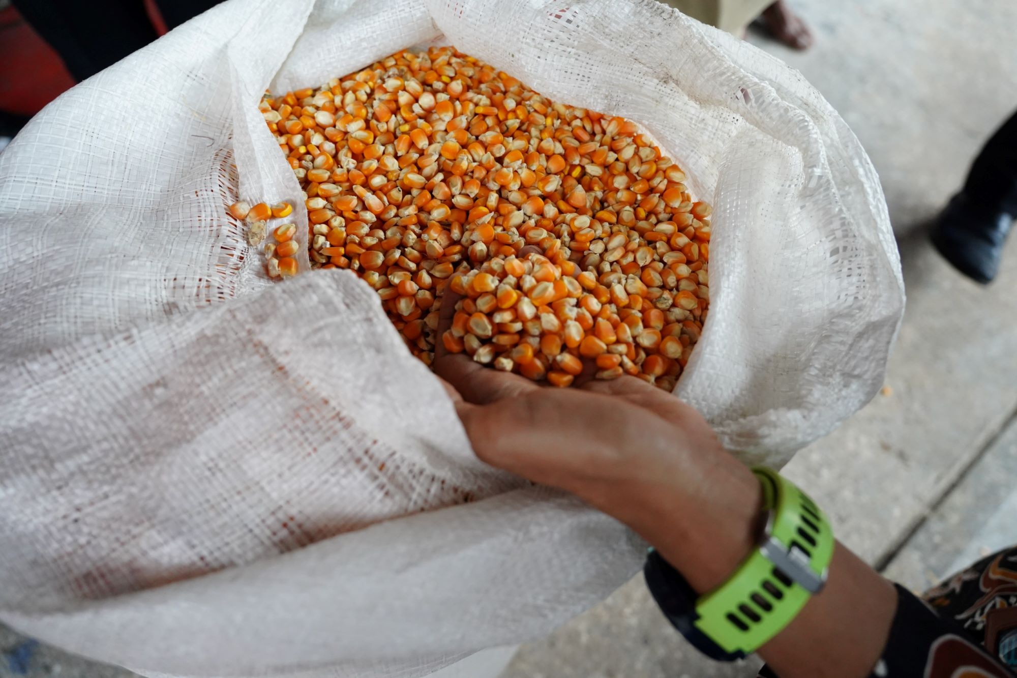 20250207 Pemerintah Tetapkan HPP Jagung Rp5.500Kg Bulog Siap Serap 1 Juta Ton Panen Raya