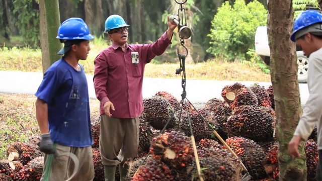 20180924 Kelapa Sawit