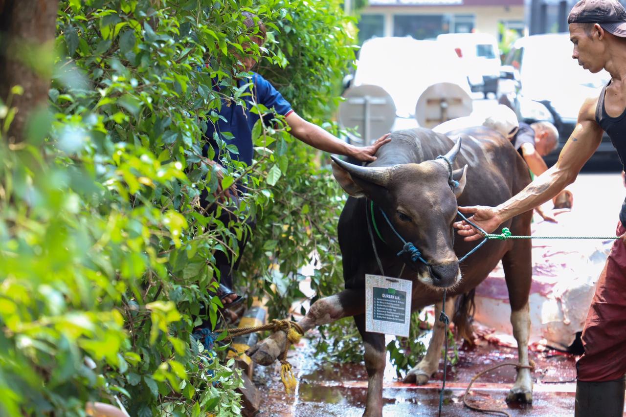 20190812 Pemotongan Hewan Qurban 7